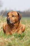 RODESIAN RIDGEBACK 117